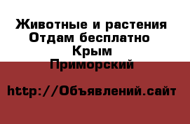 Животные и растения Отдам бесплатно. Крым,Приморский